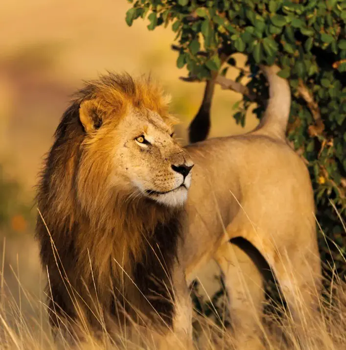 Discover Kenya – Masai Mara, Amboseli Lake, Naivasha Safaris.