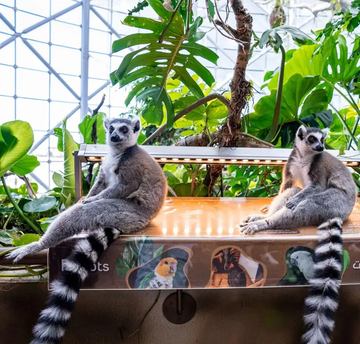 Dubai’s Green Planet – A Magical Rainforest for All Ages